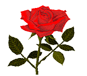 Red Rose